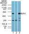 Kruppel Like Factor 15 antibody, NBP2-24635, Novus Biologicals, Western Blot image 