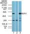 Krueppel-like factor 15 antibody, NBP2-24635, Novus Biologicals, Western Blot image 