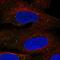 Transmembrane Protein 68 antibody, PA5-53942, Invitrogen Antibodies, Immunofluorescence image 