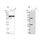 Clathrin Interactor 1 antibody, NBP1-85570, Novus Biologicals, Western Blot image 