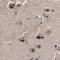 THO Complex 1 antibody, PA5-53922, Invitrogen Antibodies, Immunohistochemistry frozen image 