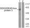 DEAD-Box Helicase 3 X-Linked antibody, LS-C117879, Lifespan Biosciences, Western Blot image 