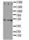 Hyaluronidase 3 antibody, orb11658, Biorbyt, Western Blot image 