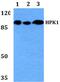 Mitogen-Activated Protein Kinase Kinase Kinase Kinase 1 antibody, PA5-75258, Invitrogen Antibodies, Western Blot image 