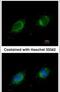 Phosphotriesterase Related antibody, PA5-27801, Invitrogen Antibodies, Immunofluorescence image 