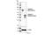 Trophoblast Glycoprotein antibody, 30874S, Cell Signaling Technology, Western Blot image 