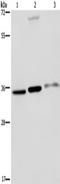 Paired Like Homeodomain 2 antibody, TA349578, Origene, Western Blot image 