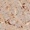 Neudesin Neurotrophic Factor antibody, AF6714, R&D Systems, Immunohistochemistry paraffin image 