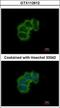 Eukaryotic Translation Initiation Factor 4B antibody, GTX112612, GeneTex, Immunofluorescence image 