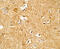 Corticotropin Releasing Hormone antibody, 7797, ProSci, Immunohistochemistry frozen image 