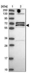 Deltex E3 Ubiquitin Ligase 2 antibody, NBP2-13941, Novus Biologicals, Western Blot image 