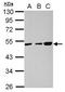 Thioredoxin domain-containing protein 5 antibody, GTX106914, GeneTex, Western Blot image 