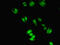 Cytoglobin antibody, LS-C369490, Lifespan Biosciences, Immunofluorescence image 