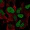 Zic Family Member 3 antibody, NBP2-68886, Novus Biologicals, Immunofluorescence image 
