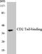 CD2 Cytoplasmic Tail Binding Protein 2 antibody, LS-C291770, Lifespan Biosciences, Western Blot image 