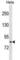 Leucine Rich Repeats And Calponin Homology Domain Containing 1 antibody, abx031469, Abbexa, Western Blot image 