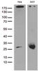 Caveolin 1 antibody, M00179-3, Boster Biological Technology, Western Blot image 