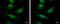 COP9 Signalosome Subunit 8 antibody, GTX115506, GeneTex, Immunofluorescence image 