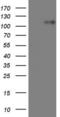 Myocardin Related Transcription Factor A antibody, LS-C790545, Lifespan Biosciences, Western Blot image 