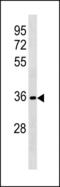 Ret Finger Protein Like 3 antibody, PA5-49299, Invitrogen Antibodies, Western Blot image 