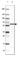 Protein Phosphatase 5 Catalytic Subunit antibody, HPA056933, Atlas Antibodies, Western Blot image 