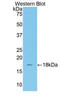 Transcription Factor 20 antibody, MBS2002722, MyBioSource, Western Blot image 