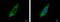 X-Linked Inhibitor Of Apoptosis antibody, PA5-27203, Invitrogen Antibodies, Immunofluorescence image 