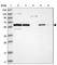 Rubicon Like Autophagy Enhancer antibody, HPA026614, Atlas Antibodies, Western Blot image 