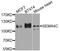 Semaphorin 4C antibody, MBS9128319, MyBioSource, Western Blot image 