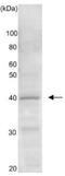 GTP-binding protein GTR2 antibody, 62-351, BioAcademia Inc, Western Blot image 