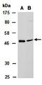 E4F Transcription Factor 1 antibody, orb67179, Biorbyt, Western Blot image 