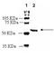 Adrenoceptor Alpha 1B antibody, ADI-905-785-100, Enzo Life Sciences, Western Blot image 