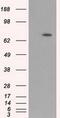 Aryl Hydrocarbon Receptor Nuclear Translocator Like antibody, GTX84852, GeneTex, Western Blot image 