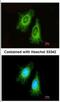 Electron Transfer Flavoprotein Subunit Alpha antibody, NBP2-16383, Novus Biologicals, Immunocytochemistry image 