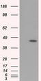 Mitochondrial Translational Release Factor 1 Like antibody, LS-C115107, Lifespan Biosciences, Western Blot image 