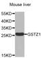 Glutathione S-Transferase Zeta 1 antibody, STJ27882, St John