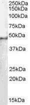 Splicing Factor 3b Subunit 4 antibody, PA5-18074, Invitrogen Antibodies, Western Blot image 