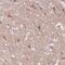 Secretogranin-3 antibody, PA5-52357, Invitrogen Antibodies, Immunohistochemistry frozen image 