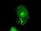 Fc Fragment Of IgG Receptor IIa antibody, NBP1-47735, Novus Biologicals, Immunocytochemistry image 