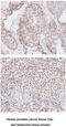 TAR DNA Binding Protein antibody, MBS200097, MyBioSource, Immunohistochemistry frozen image 