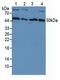 PK3CB antibody, LS-C295900, Lifespan Biosciences, Western Blot image 