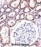 Protein Sanroque antibody, abx027847, Abbexa, Immunohistochemistry paraffin image 