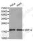 Signal Recognition Particle 14 antibody, A4125, ABclonal Technology, Western Blot image 