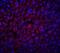 Albumin antibody, NBP1-77027, Novus Biologicals, Immunofluorescence image 