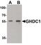 GH3 Domain Containing antibody, PA5-34464, Invitrogen Antibodies, Western Blot image 