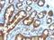 Neutrophil Cytosolic Factor 1 antibody, orb18301, Biorbyt, Immunohistochemistry paraffin image 