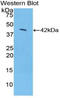 Syndecan 1 antibody, LS-C302647, Lifespan Biosciences, Western Blot image 