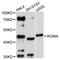 Repulsive Guidance Molecule BMP Co-Receptor A antibody, abx003702, Abbexa, Western Blot image 