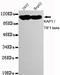 Tripartite Motif Containing 28 antibody, MBS475028, MyBioSource, Western Blot image 