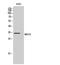 MAS Related GPR Family Member X3 antibody, A14574, Boster Biological Technology, Western Blot image 